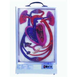 Electric Heart Beat and Blood Circulation Model